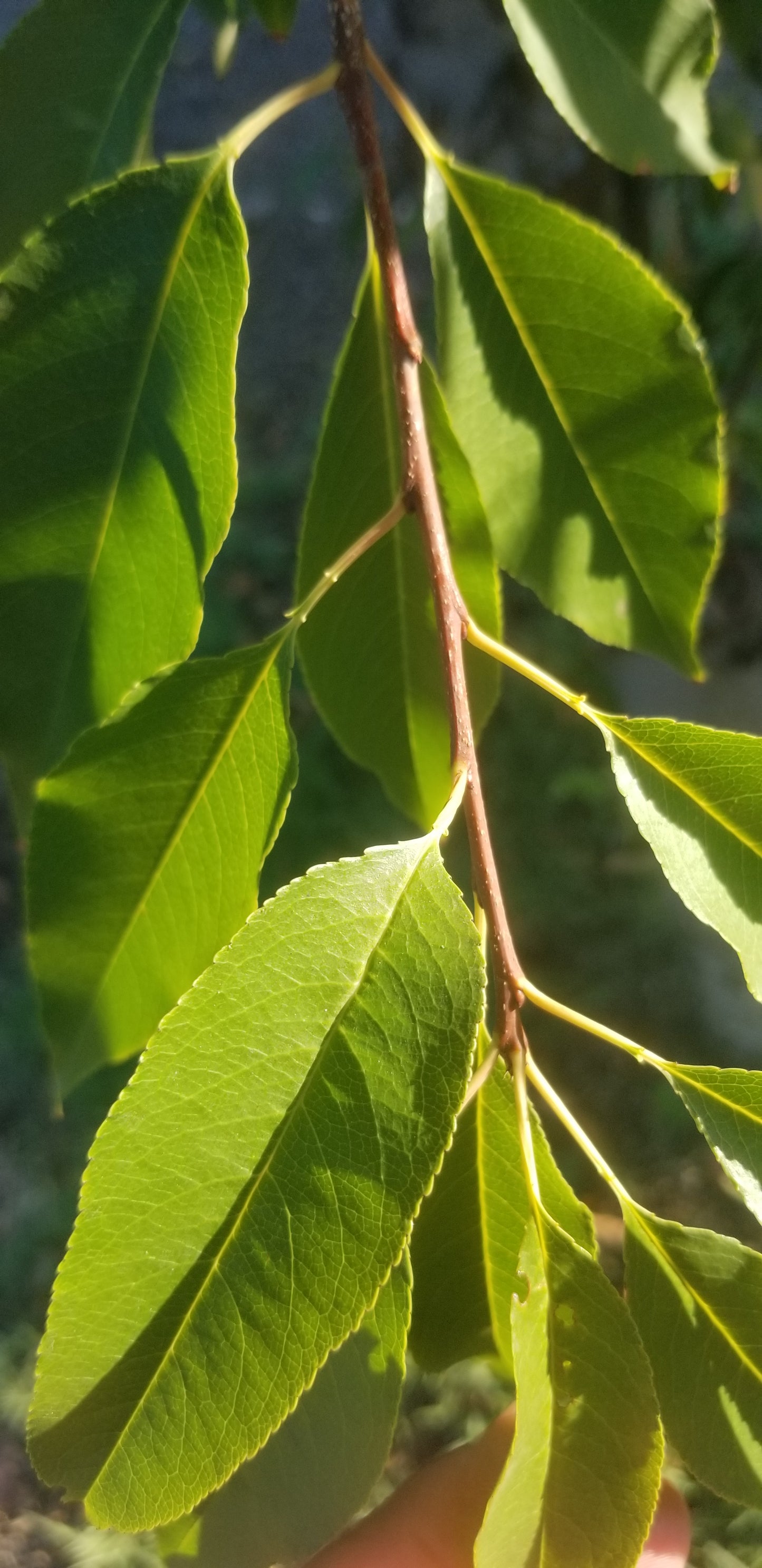 Guava Leaves (qty:100) 100 Hojas de Guayaba