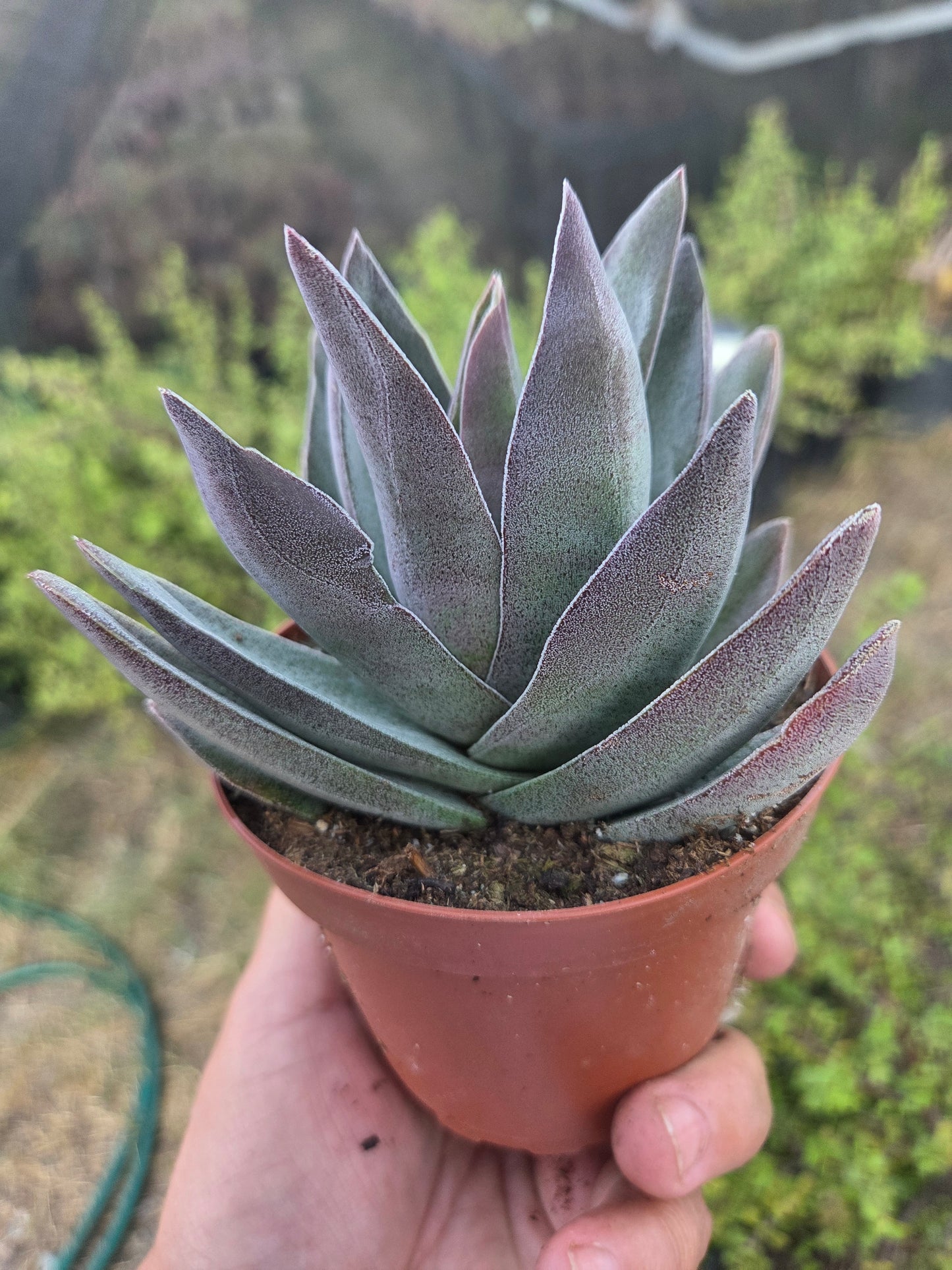 Crassula Garnet Lotus (4" pot) Succulent Plant