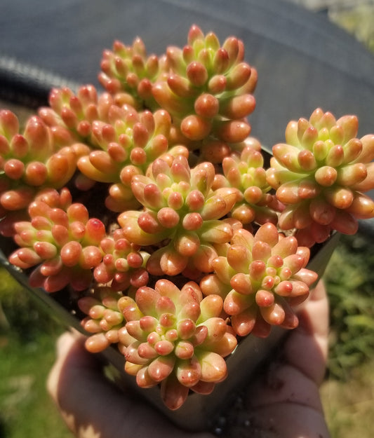 Sedum Rubrotictum "Aurora"