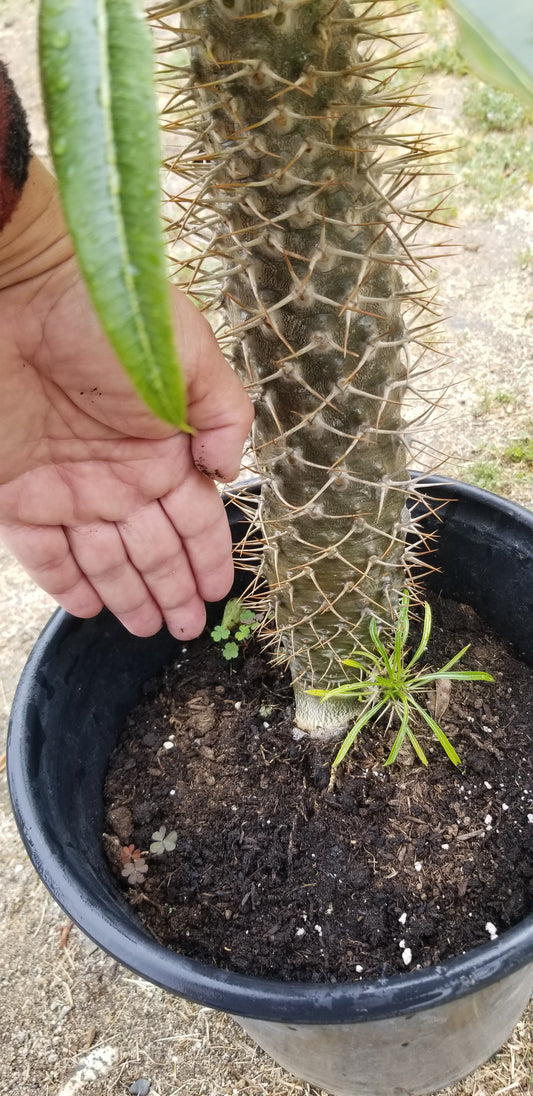 Madagascar Palm "Pachypodium Lamerei" (5 Gal. Pot)