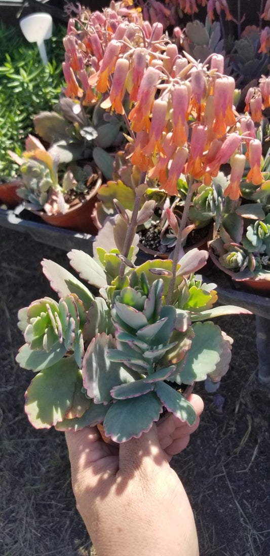4" Kalanchoe Fedschenkoi "Majestic scallops"