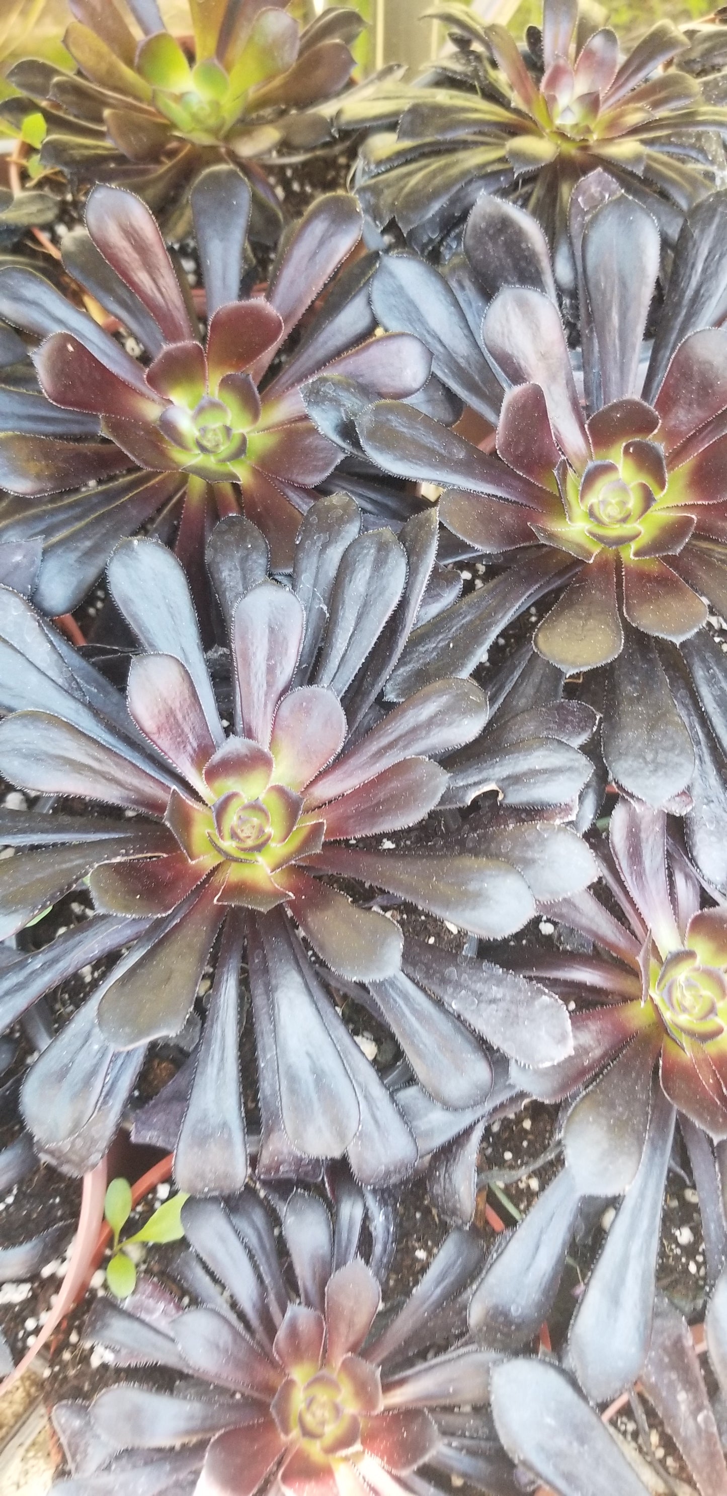 Aeonium Zwartkop "Black Prince" (4" pot)