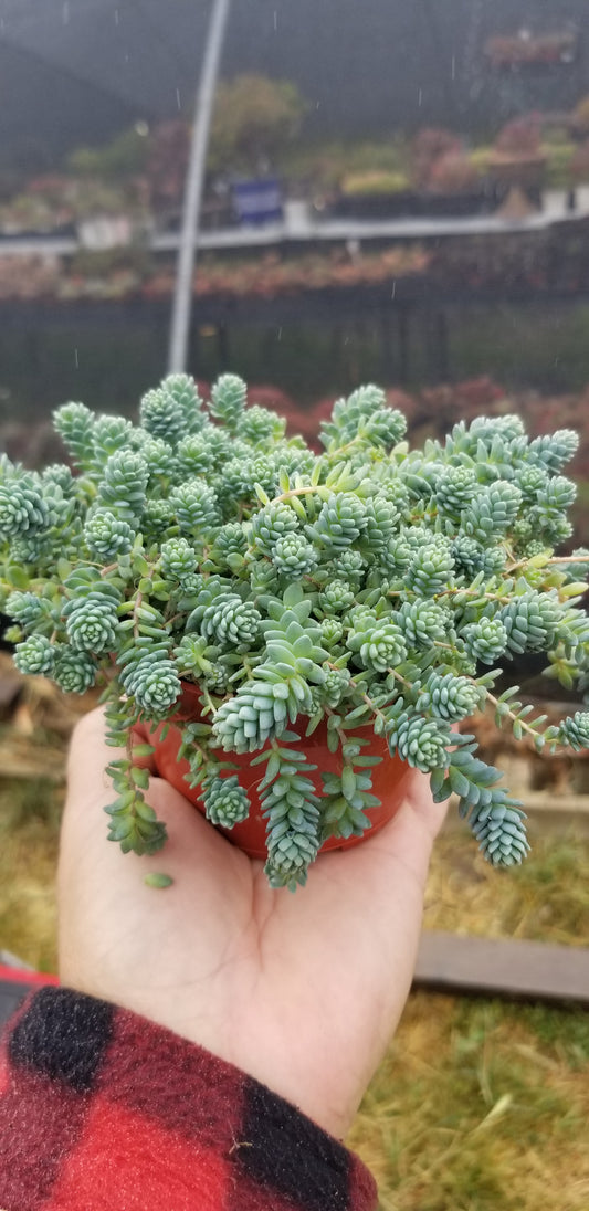 Sedum Dasyphyllum Mayor (4" pot) Succulent plant