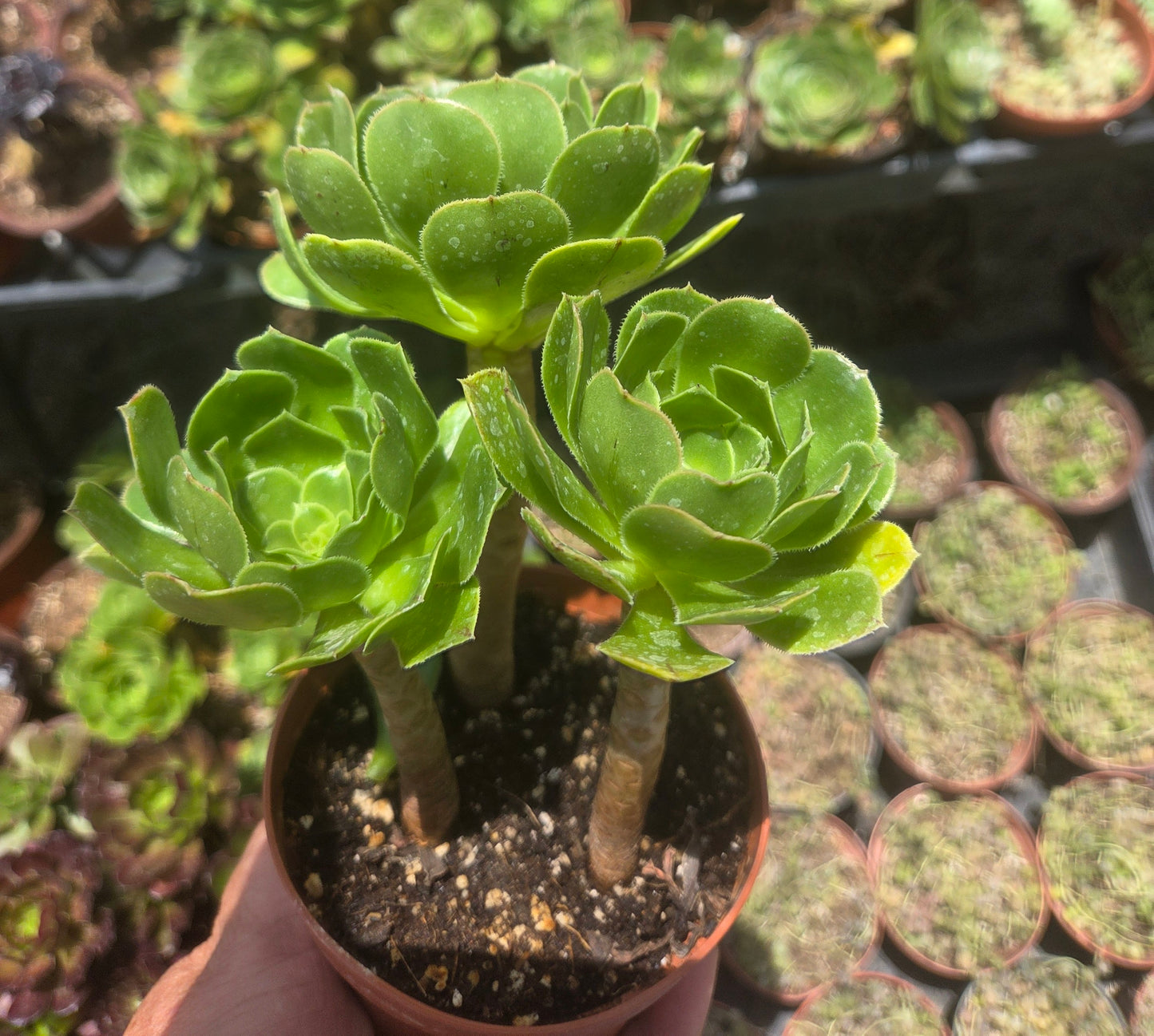 4" Green Aeonium Arboreum (3 rossetas in each pot) Succulent plant