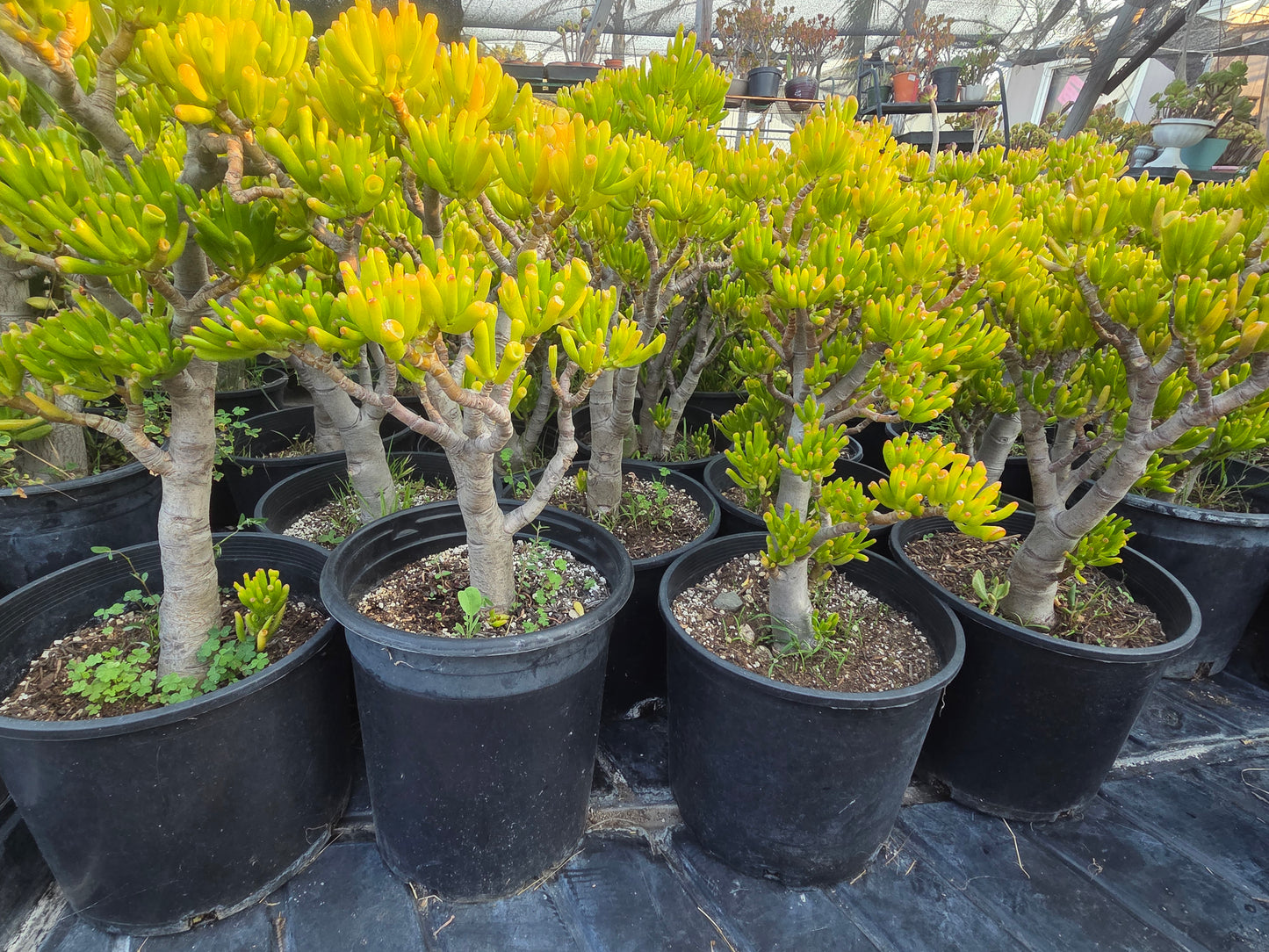 Crassula Ovata Gollum Tree
