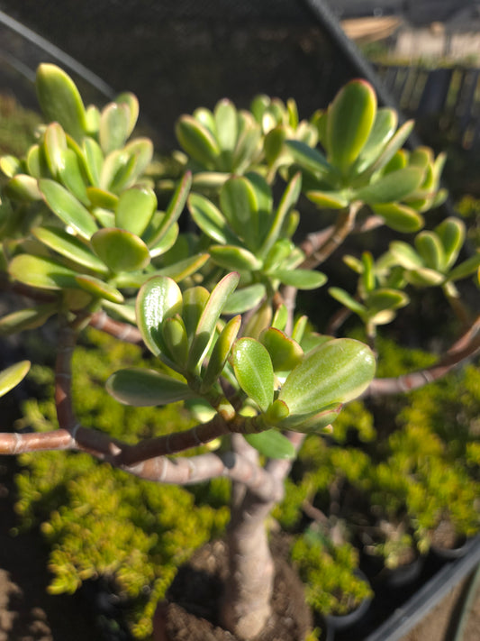 Crassula Ovata Lemon and Lime Tree, Bonsai Tree