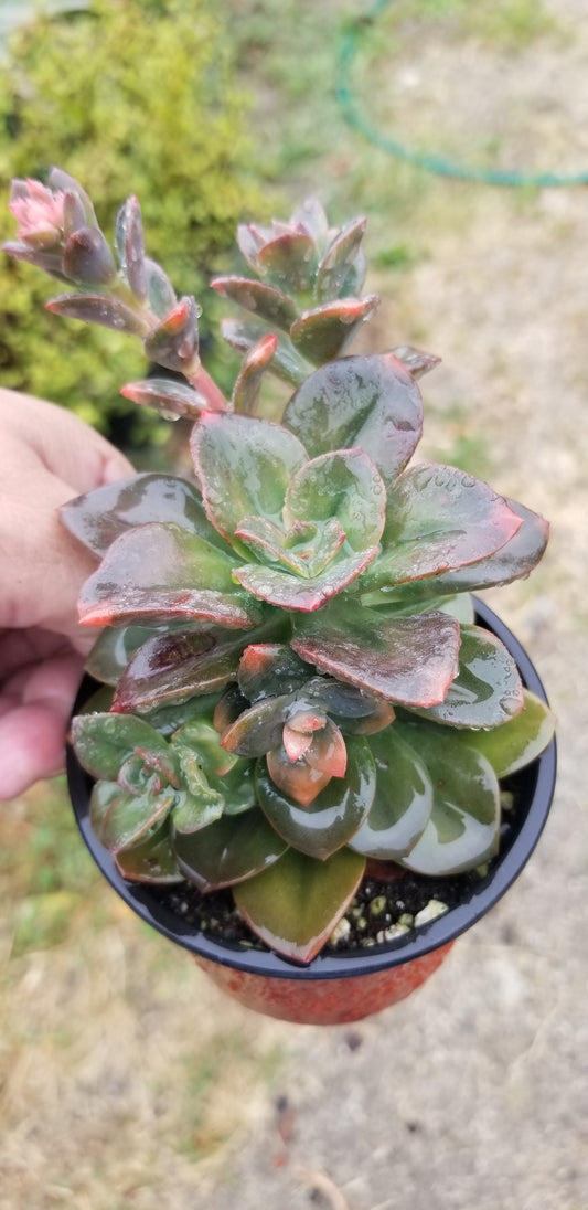 Echeveria Croma (4" pot) Succulent plant
