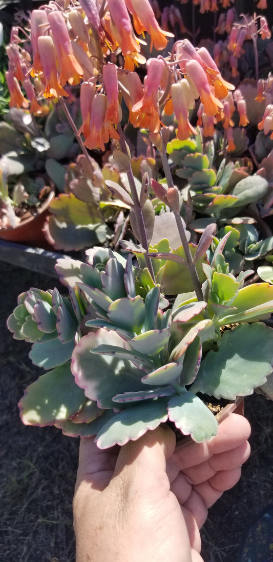 4" Kalanchoe Fedschenkoi "Majestic scallops"