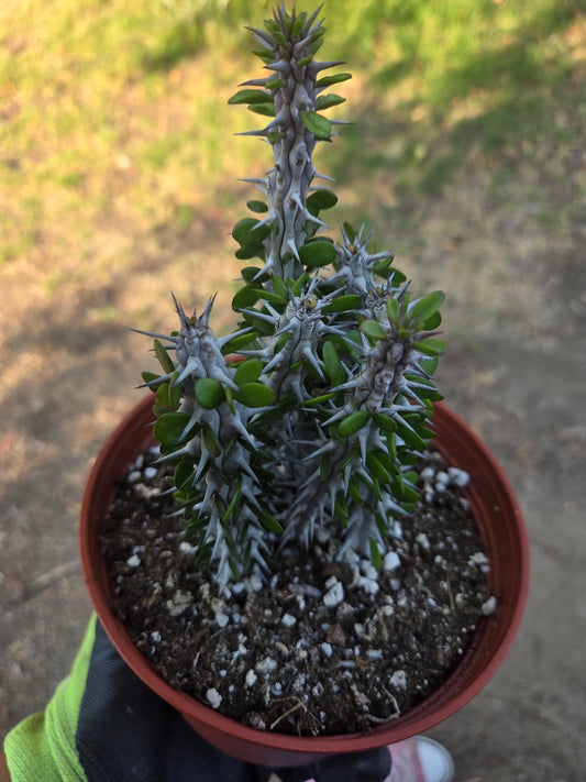 Alludia Procera Madagascar "Ocotillo" Cactus (6" Pot)