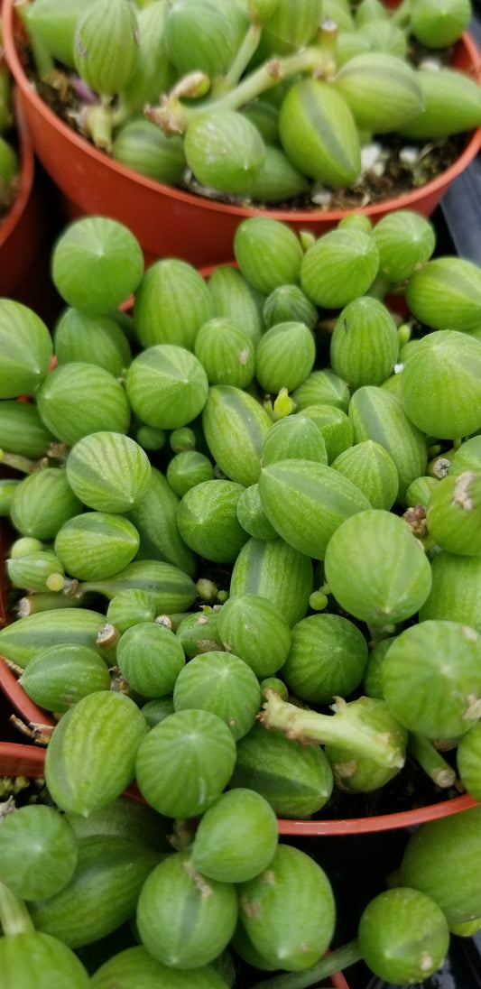 Strings of Watermelons, "Curio Herreanus (4" pot) succulent plant