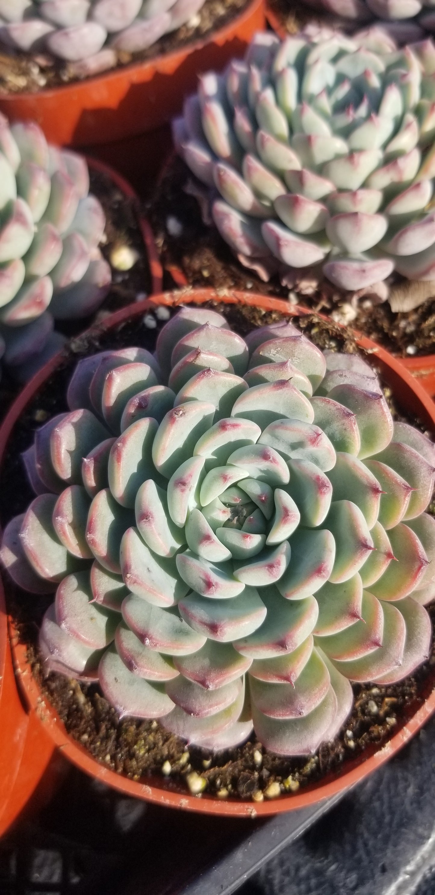 Echeveria Minima, succulent plant (4" pot)
