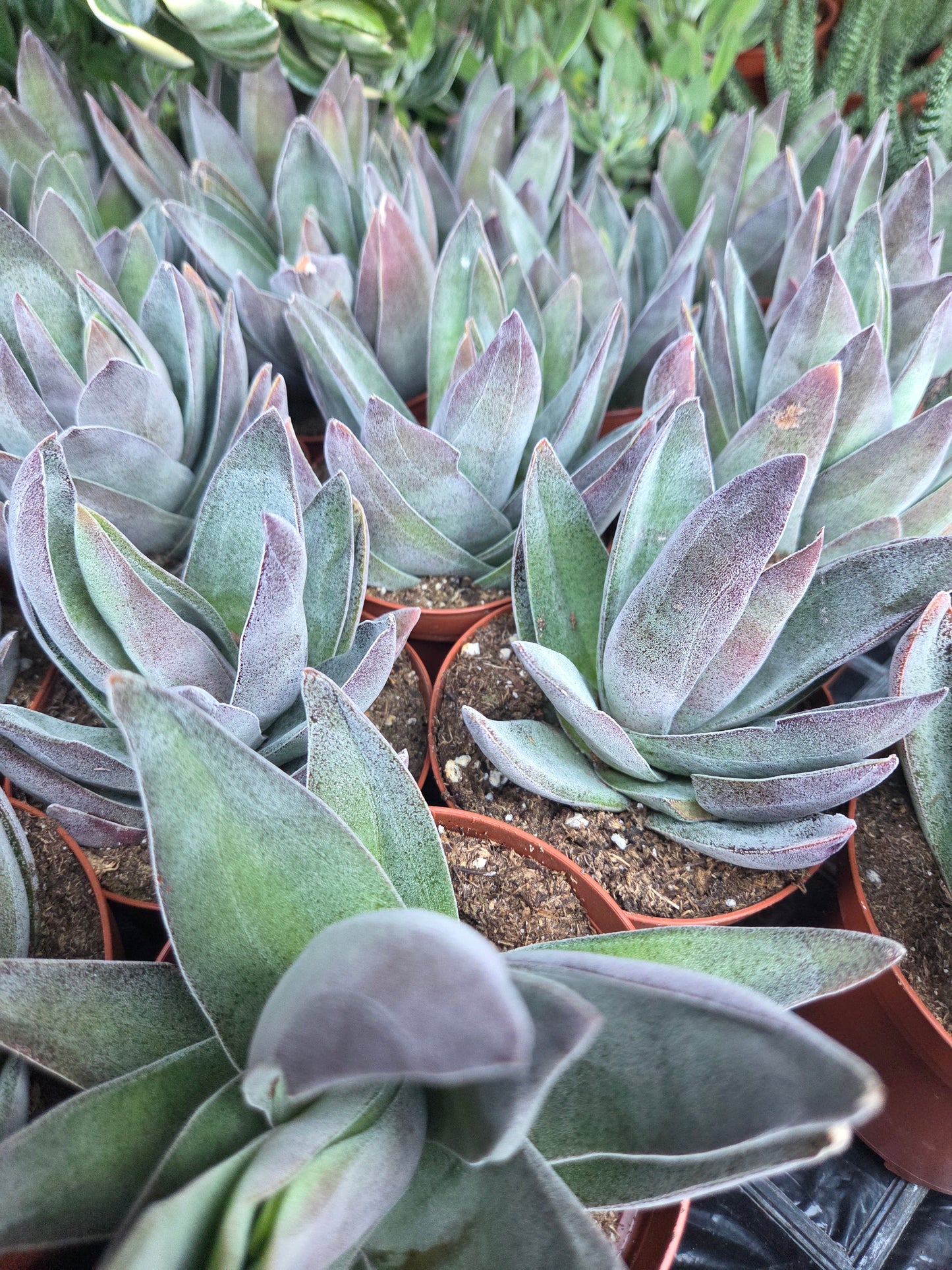 Crassula Garnet Lotus (4" pot) Succulent Plant