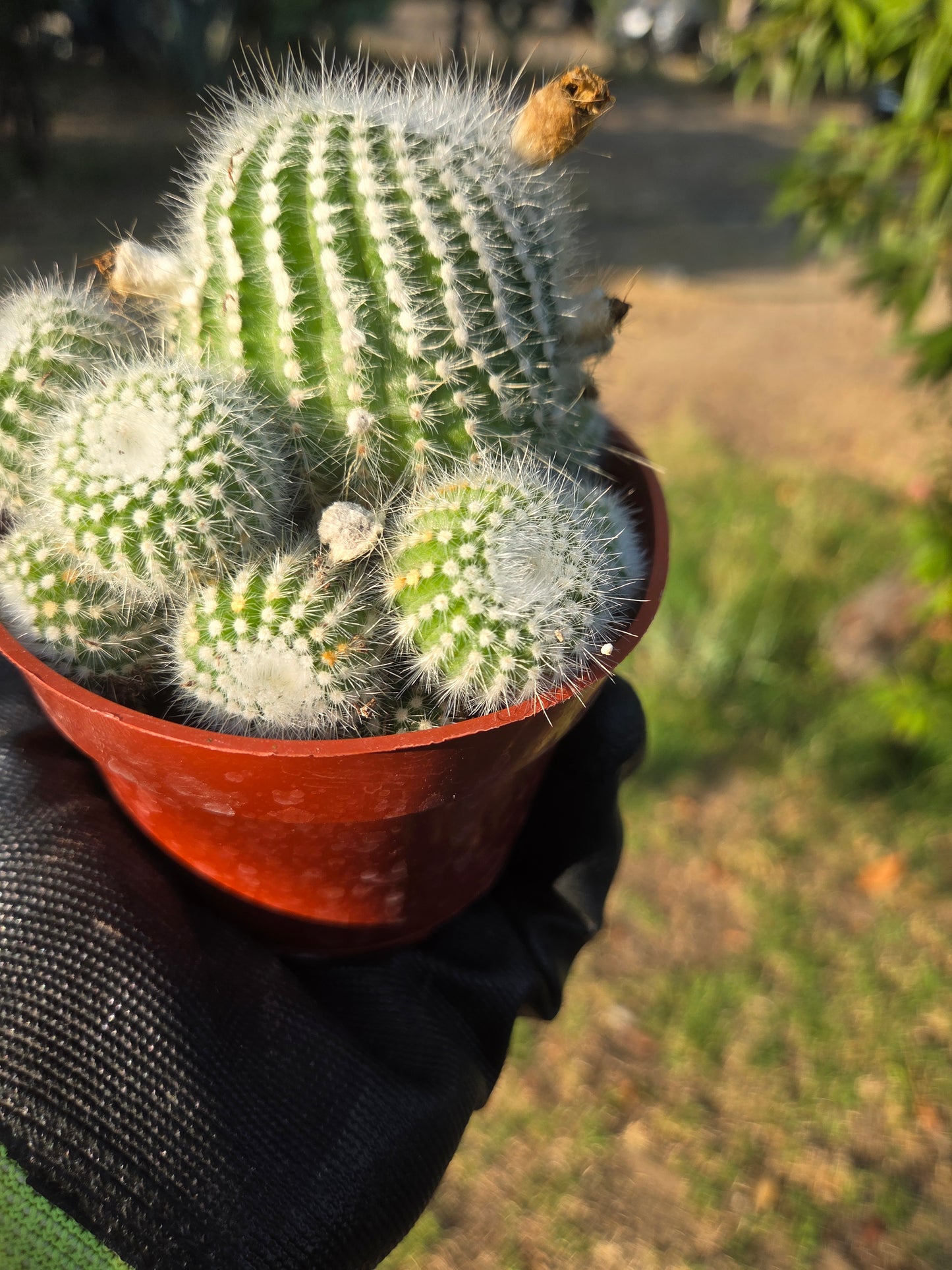 Parodia Scopa Silver Ball Cactus (4" Pot)
