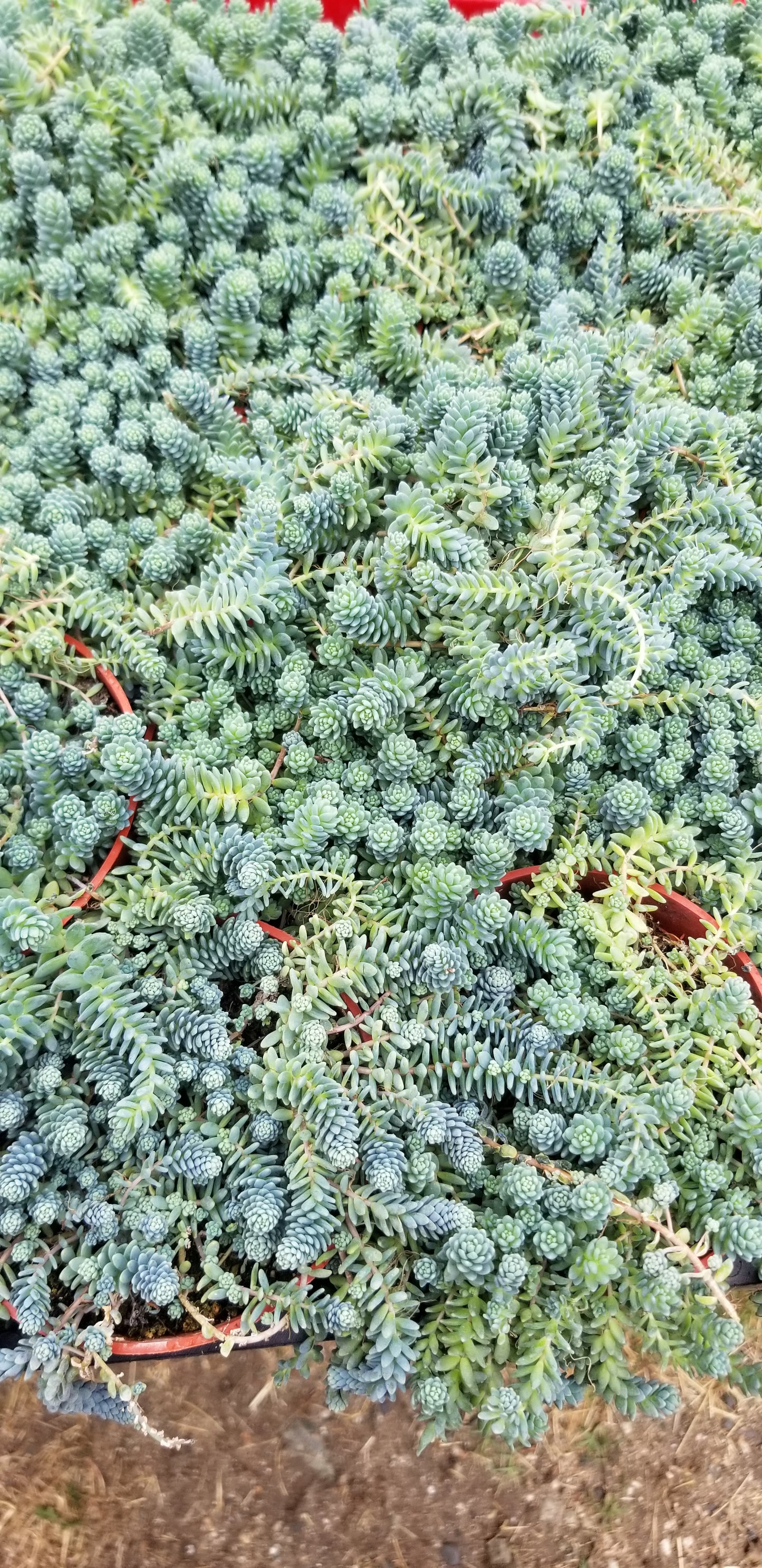 Sedum Dasyphyllum Mayor (4" pot) Succulent plant