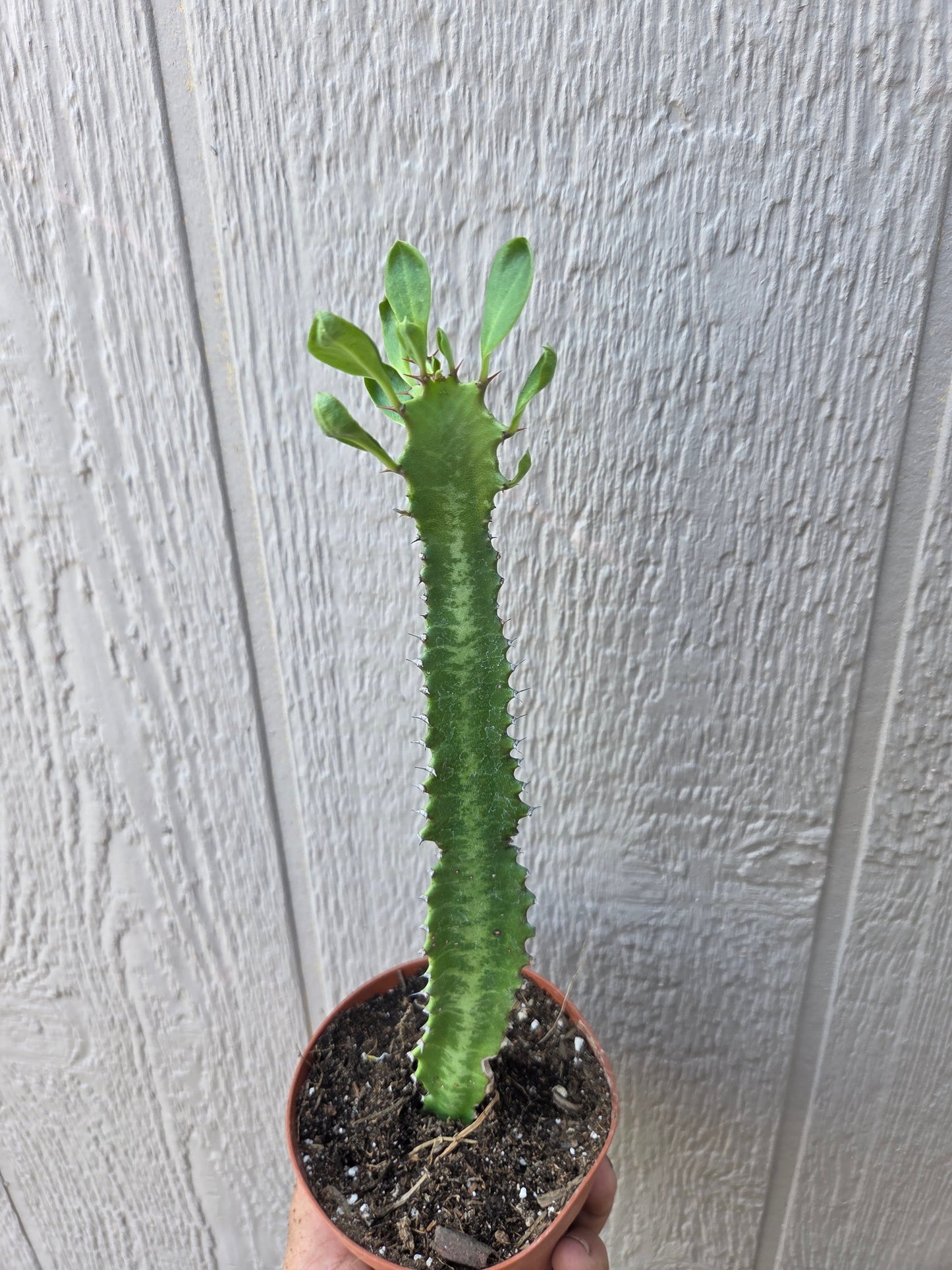 Euphorbia Trigona Milk Tree (4" pot)