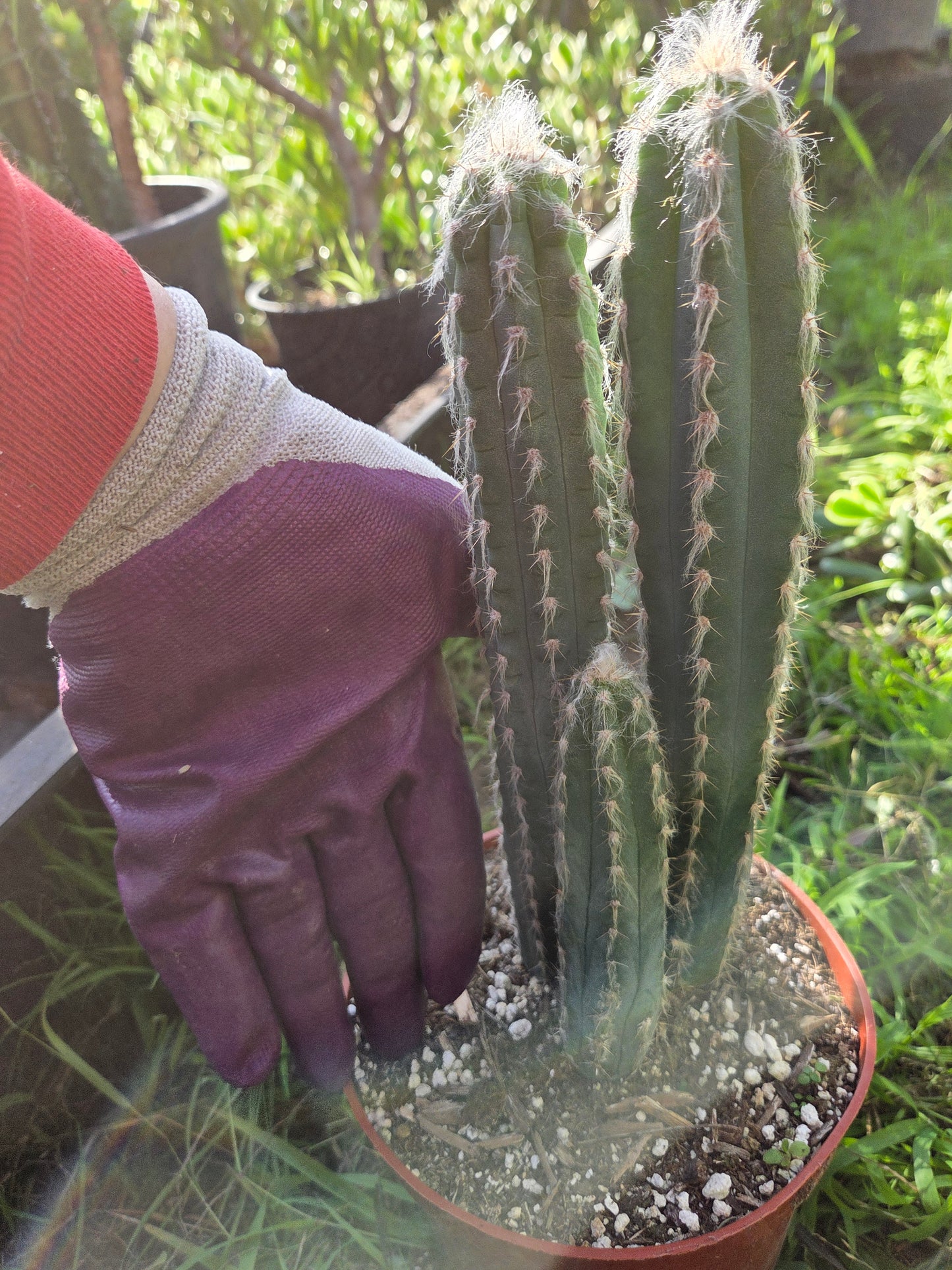 Blue Torch Cactus