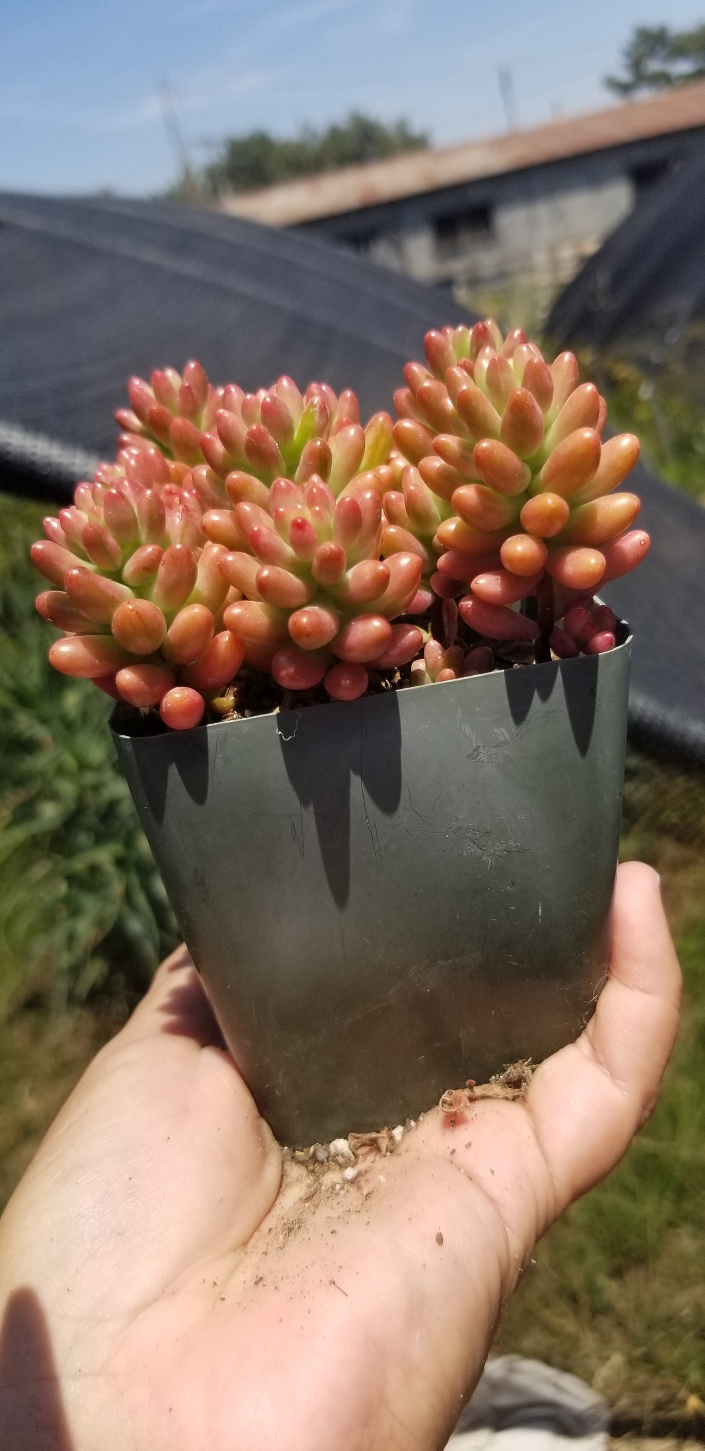 Sedum Rubrotictum "Aurora"