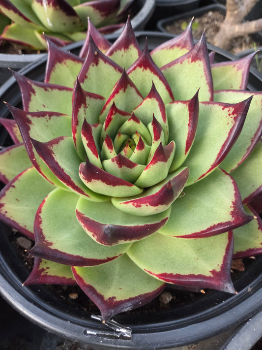 Echeveria Agavoide Ebony (3 gal. Pot)