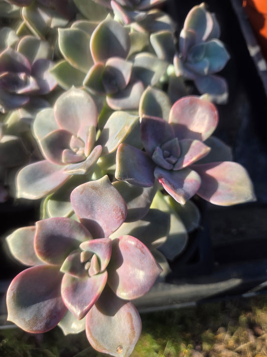 Graptopetalum Purple Delight