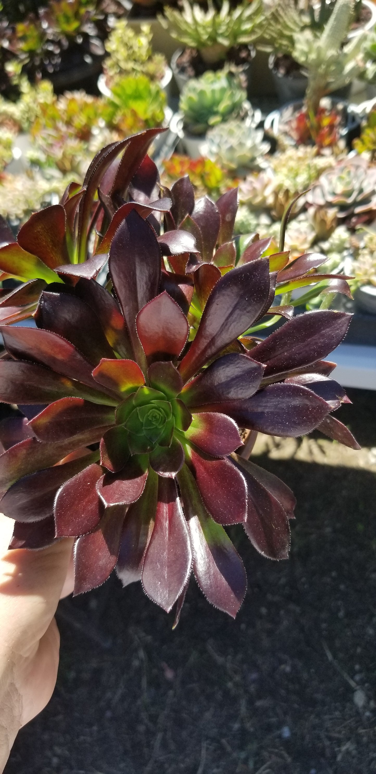 Aeonium Arboreum Atropurpureum (3 rossetas in each 4" pot)