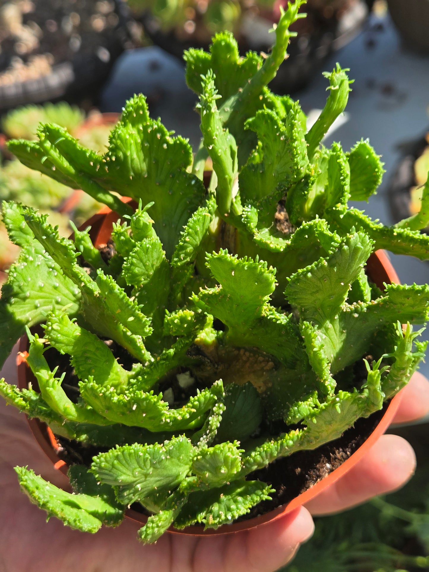 4" Euphorbia Flanaganii Medusa Crested