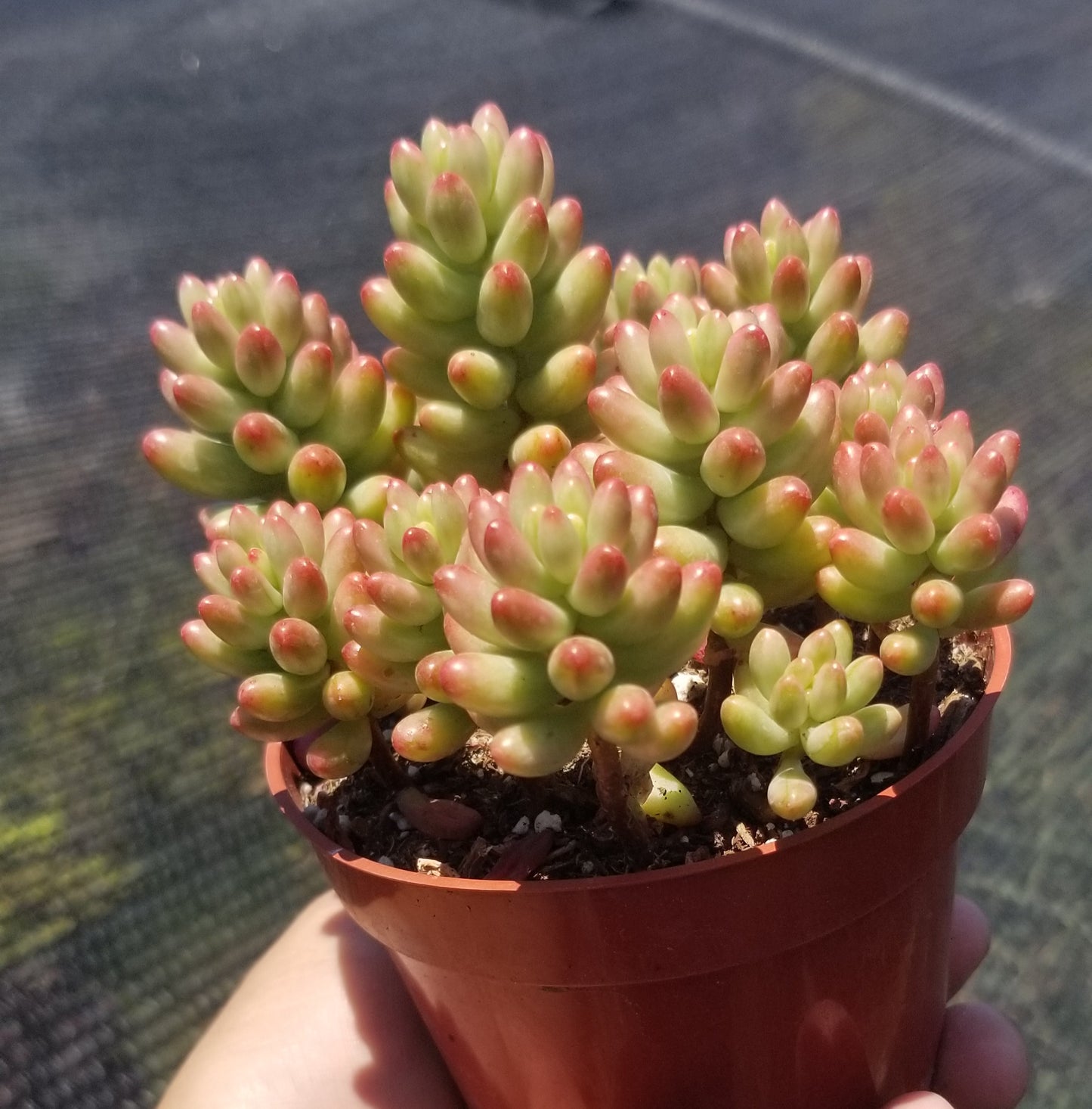 Sedum Rubrotictum "Aurora"