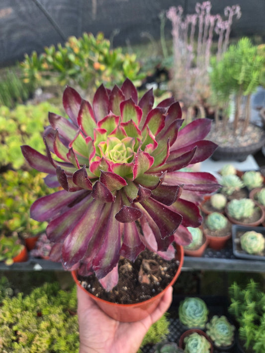 Aeonium Mardigrass (6" pot) Succulent Plant
