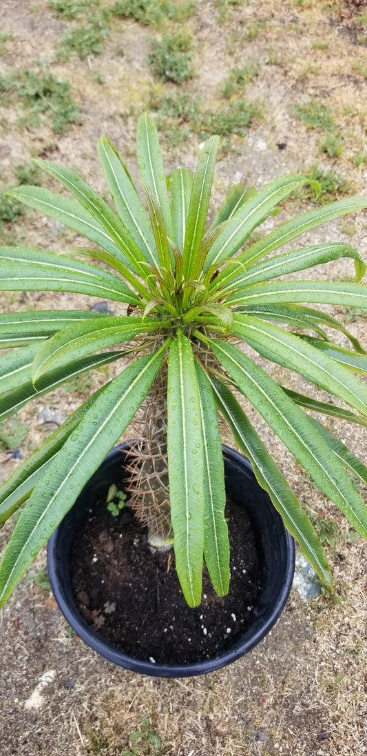 Madagascar Palm "Pachypodium Lamerei" (5 Gal. Pot)