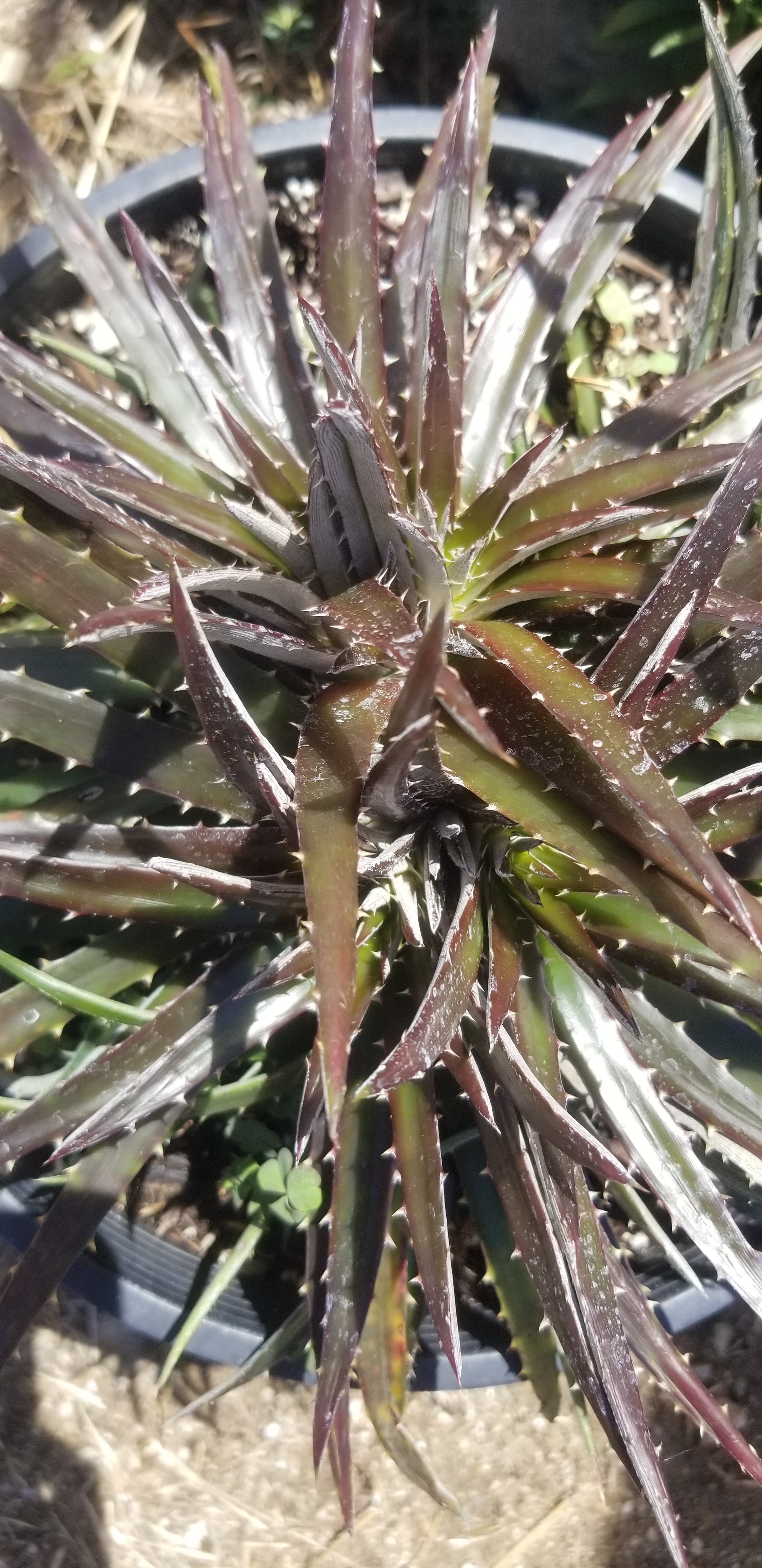 その他多肉植物 Dyckia Thunderous Roar Clustered Dyckia platyphylla Succulent | Planet Desert