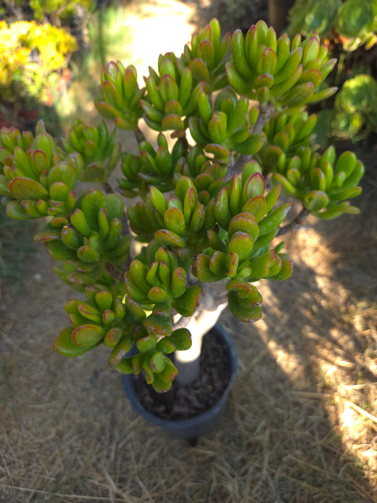 Crassula Ovata Hobbit Tree