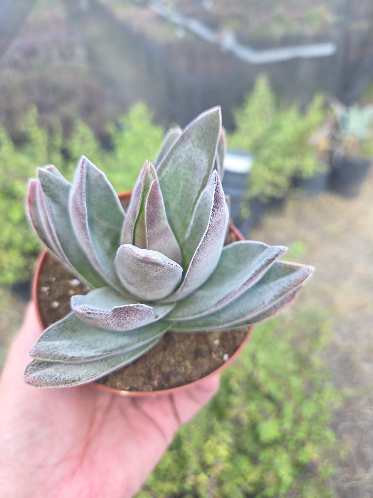 Crassula Garnet Lotus (4" pot) Succulent Plant
