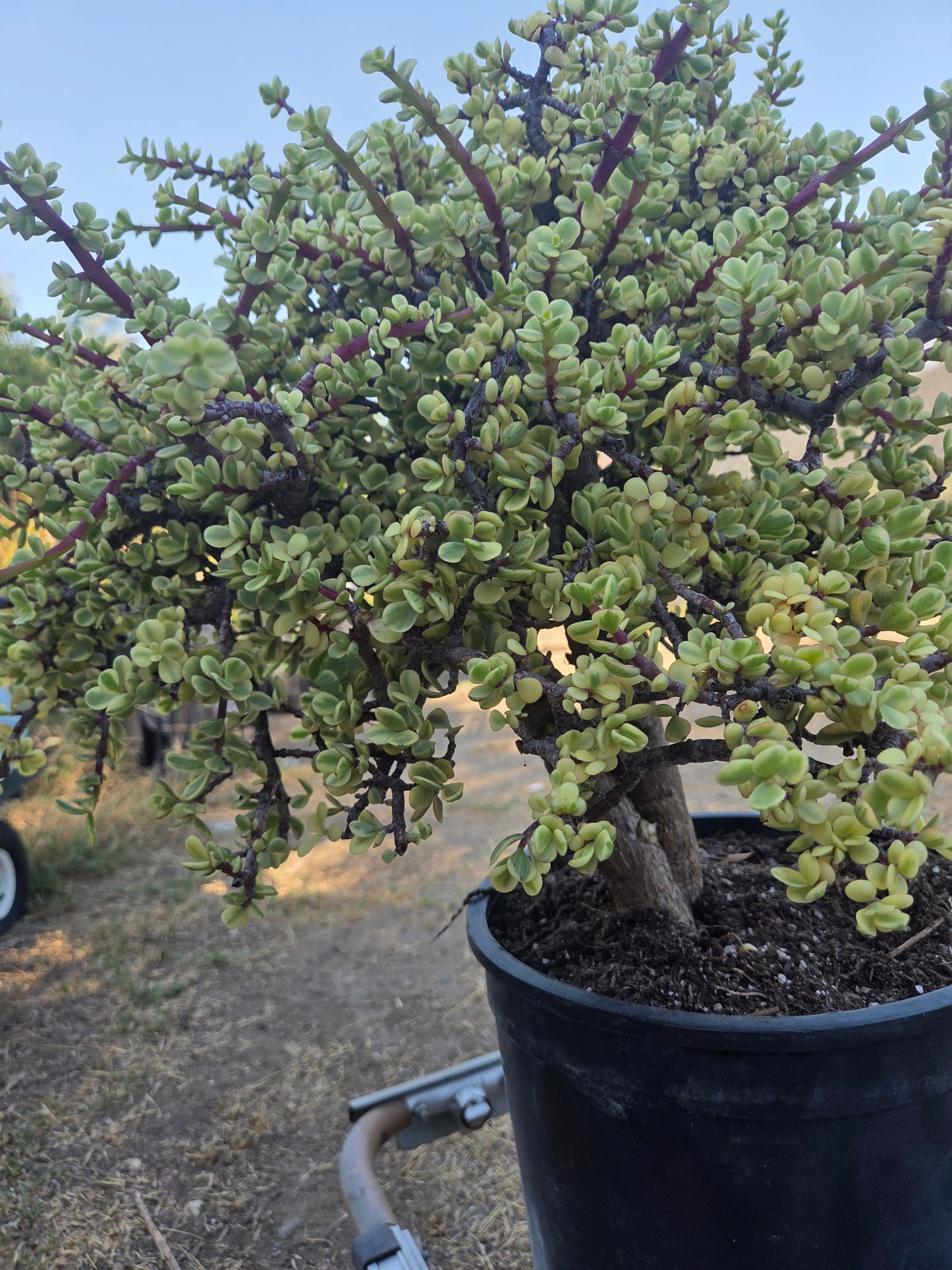 Portulacaria Afra Variegated Tree "Variegated Elephant Bush Tree" Bonsai Tree