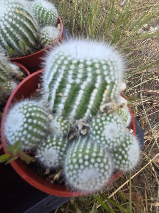Parodia Scopa Silver Ball Cactus (4" Pot)
