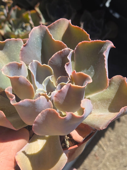 Echeveria Violacina (4" pot)