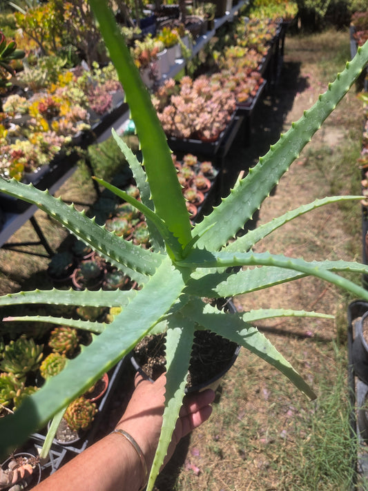 Aloe Arborenscens