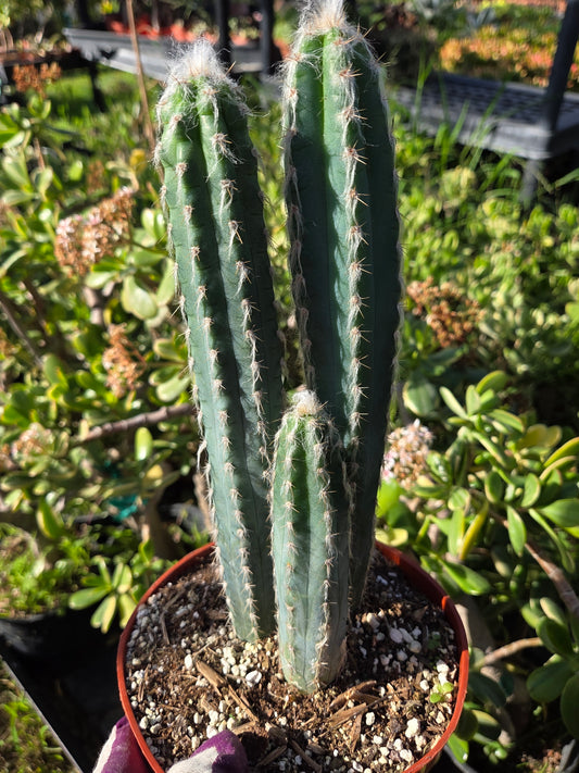 Blue Torch Cactus