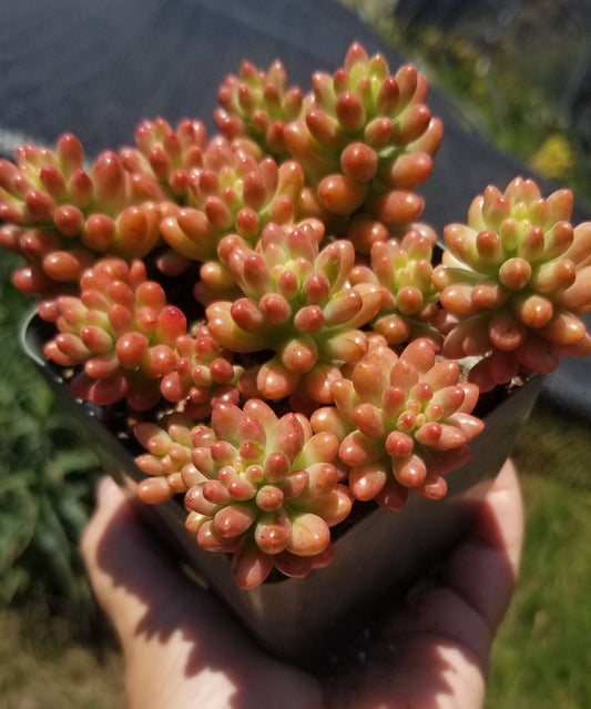 Sedum Rubrotictum "Aurora"