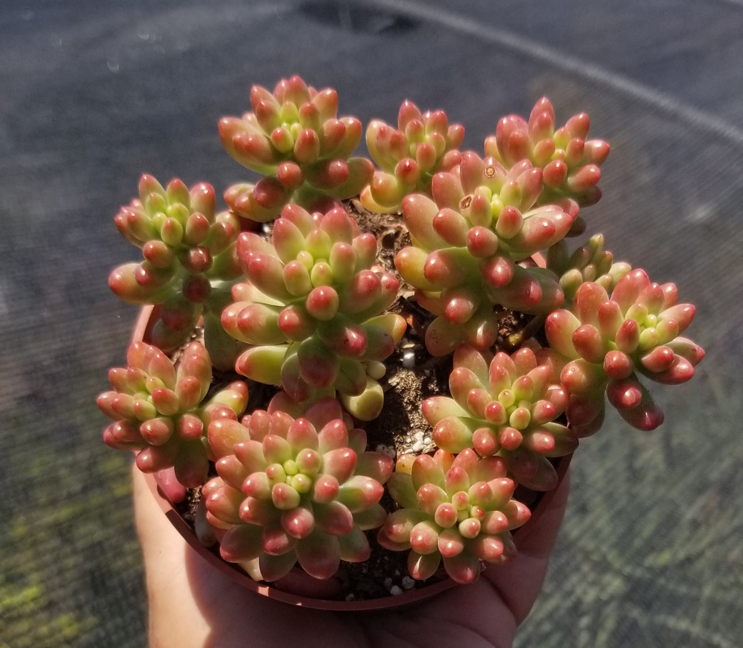 Sedum Rubrotictum "Aurora"