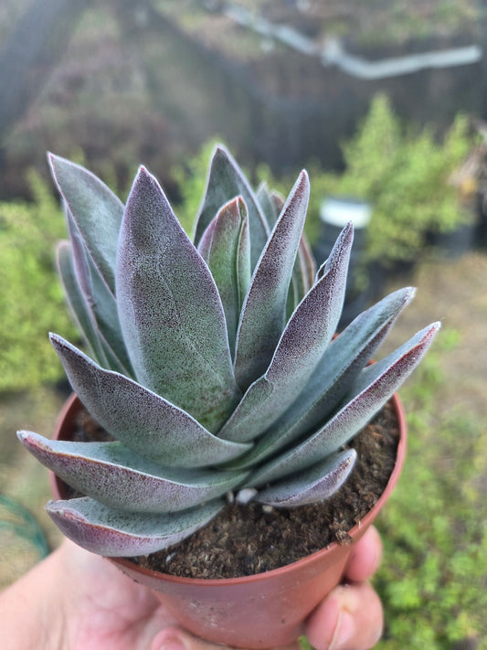 Crassula Garnet Lotus (4" pot) Succulent Plant