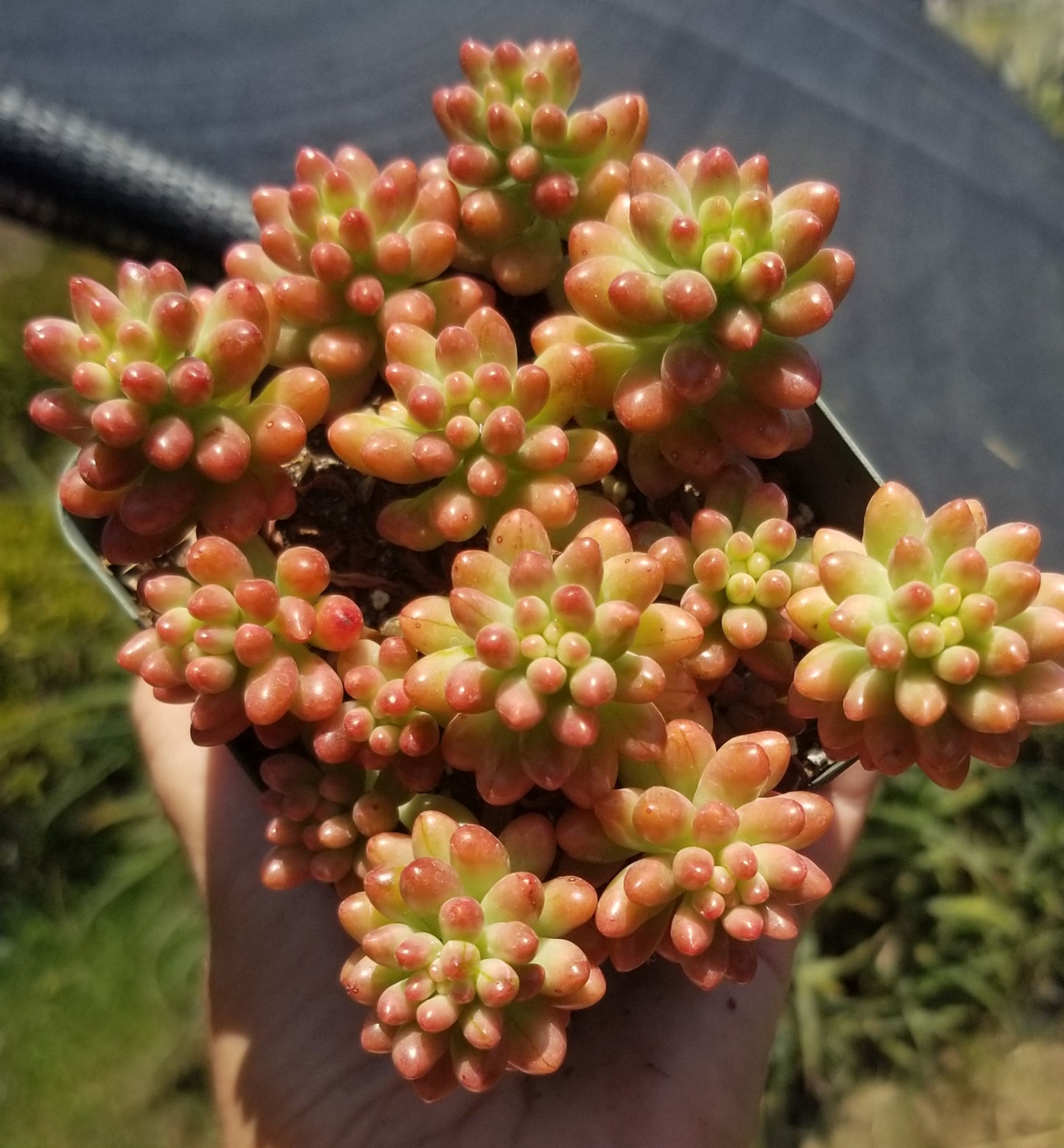 Sedum Rubrotictum "Aurora"