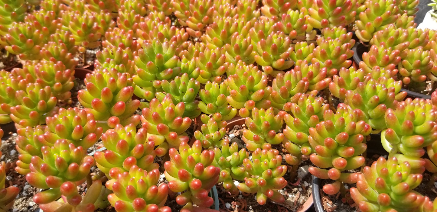Sedum Jelly Beans (4"pot)