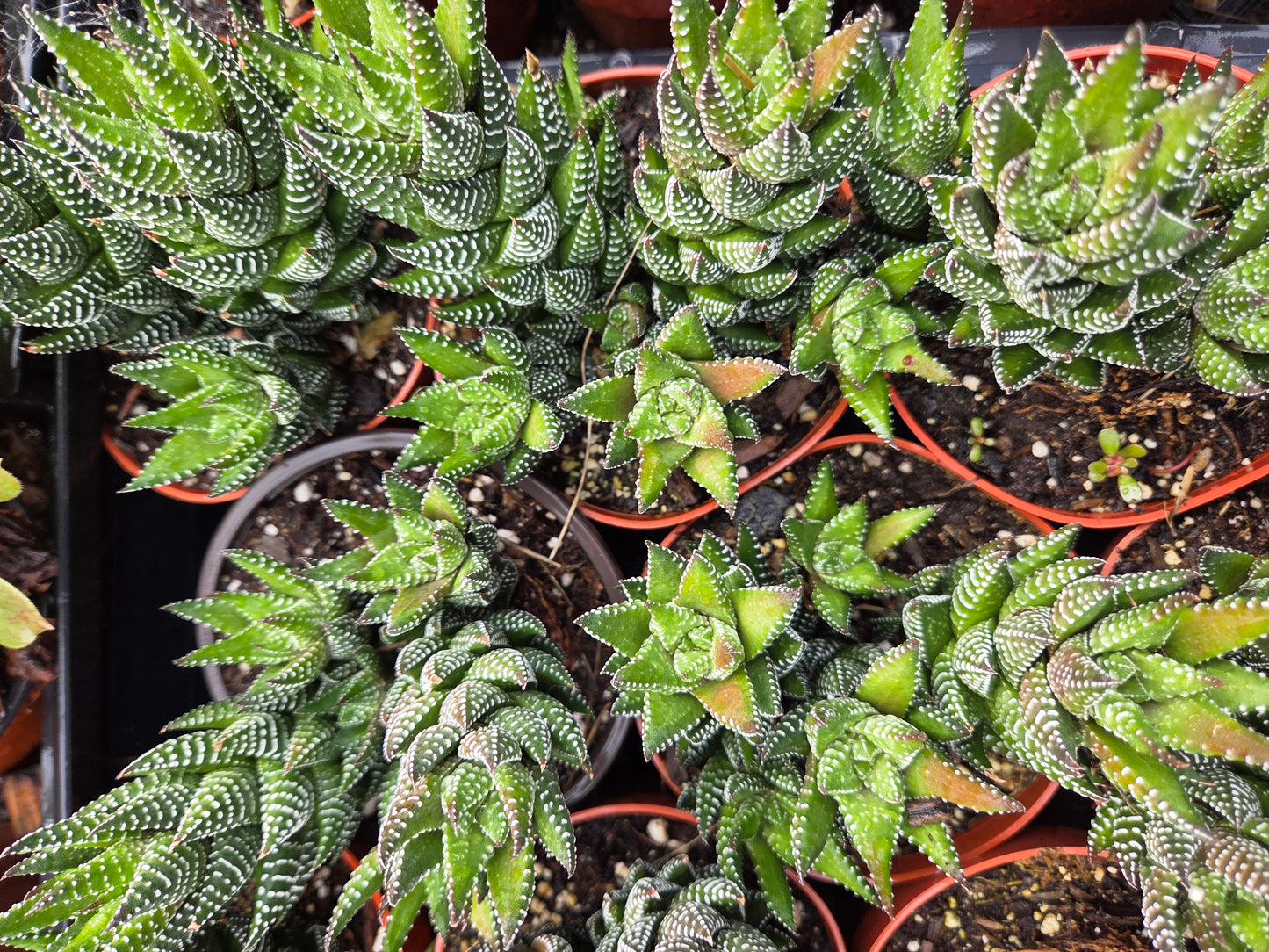 Haworthia Coarctata (4" pot)