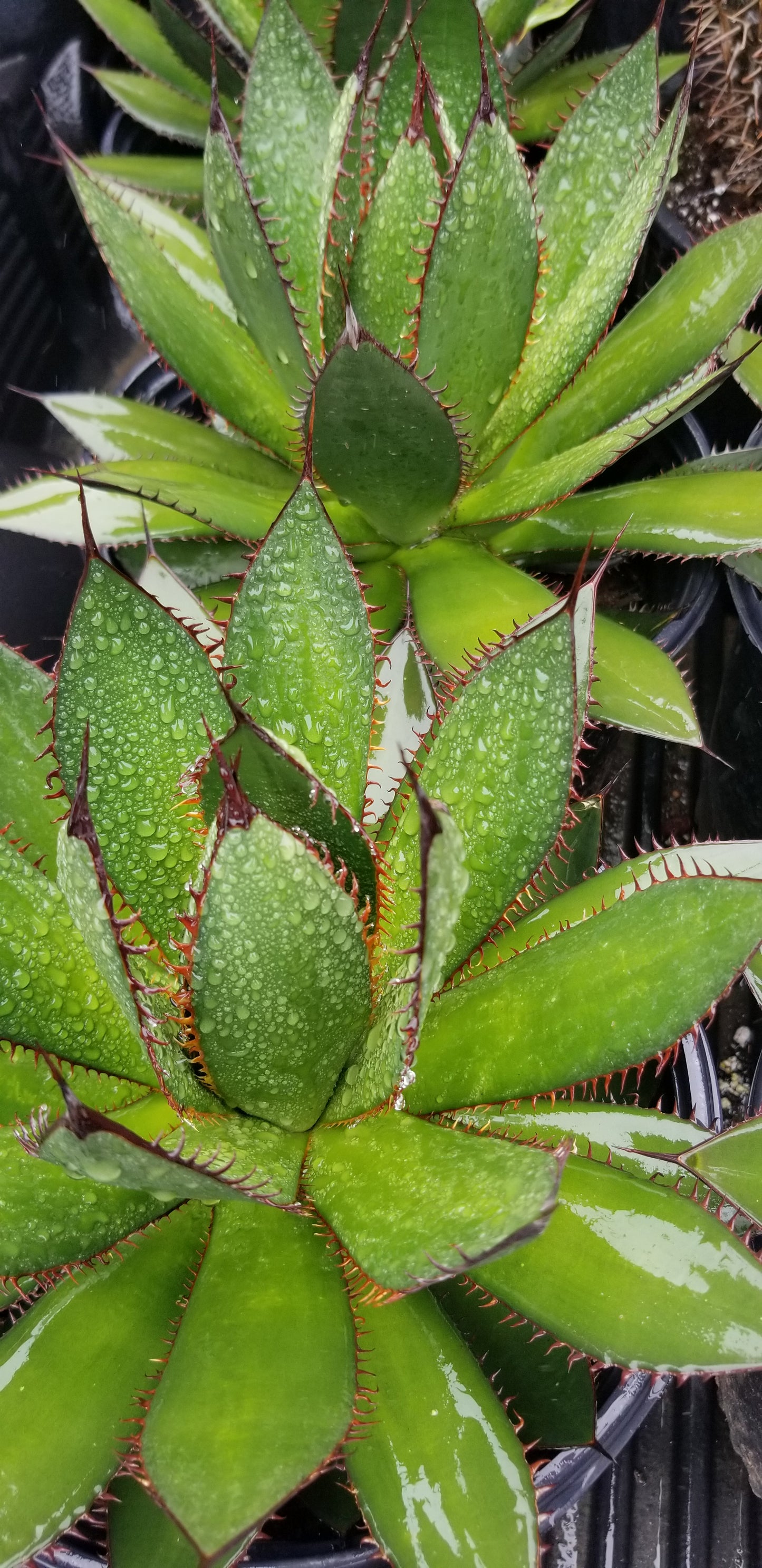 Agave Horrida (5 Gal. Pot)