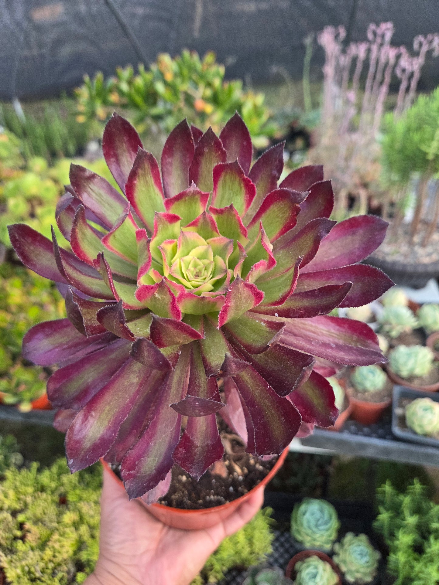 Aeonium Mardigrass (6" pot) Succulent Plant