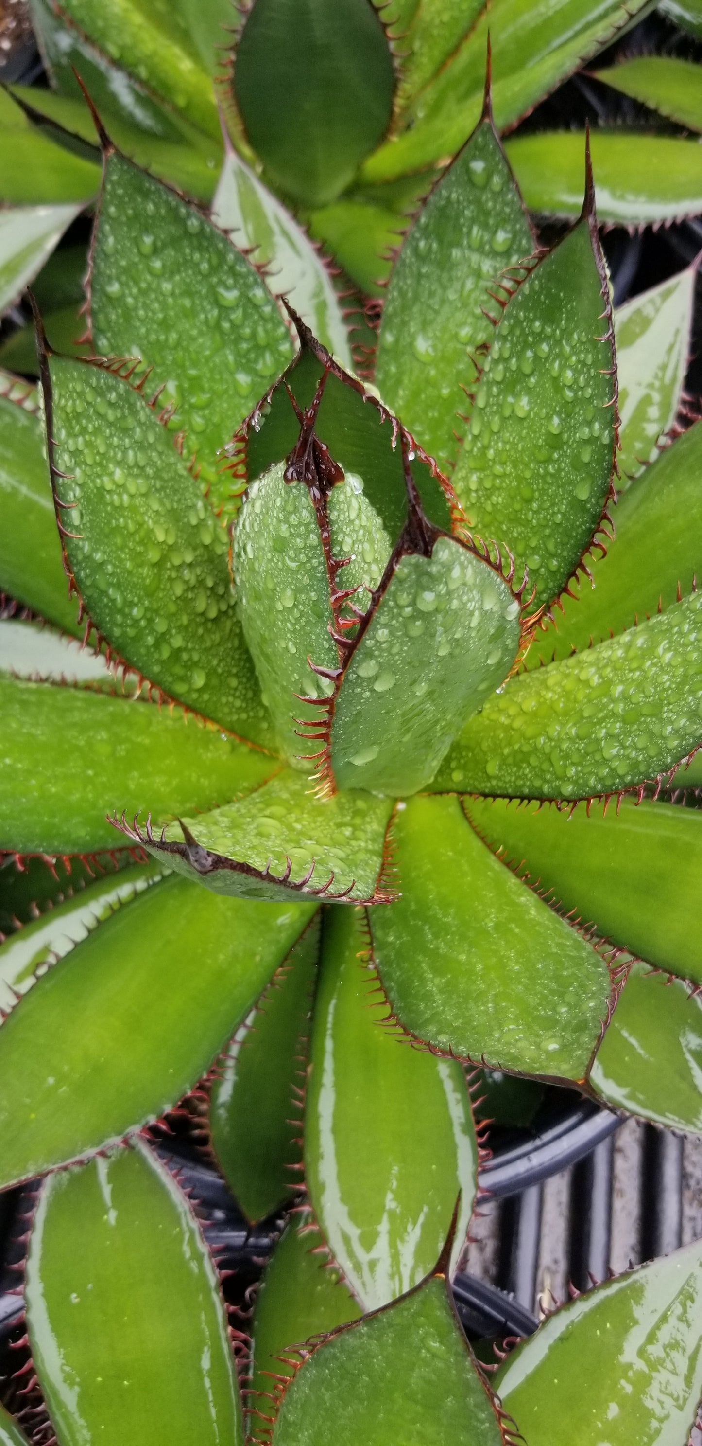 Agave Horrida (5 Gal. Pot)