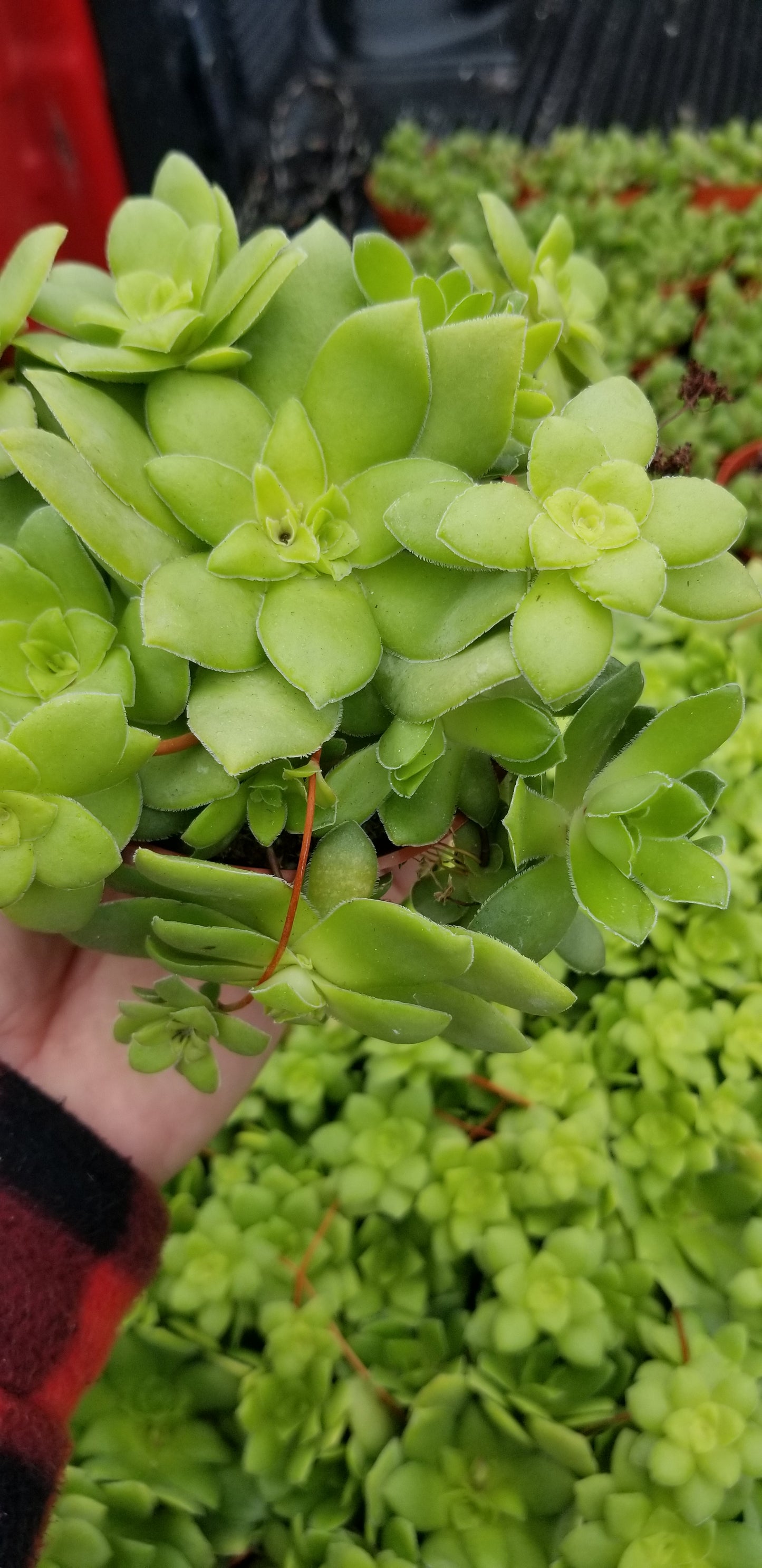 Crassula Orbicularis (4" pot) Succulent plant