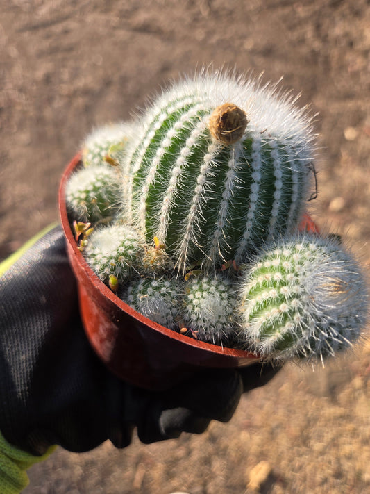 Parodia Scopa Silver Ball Cactus (4" Pot)