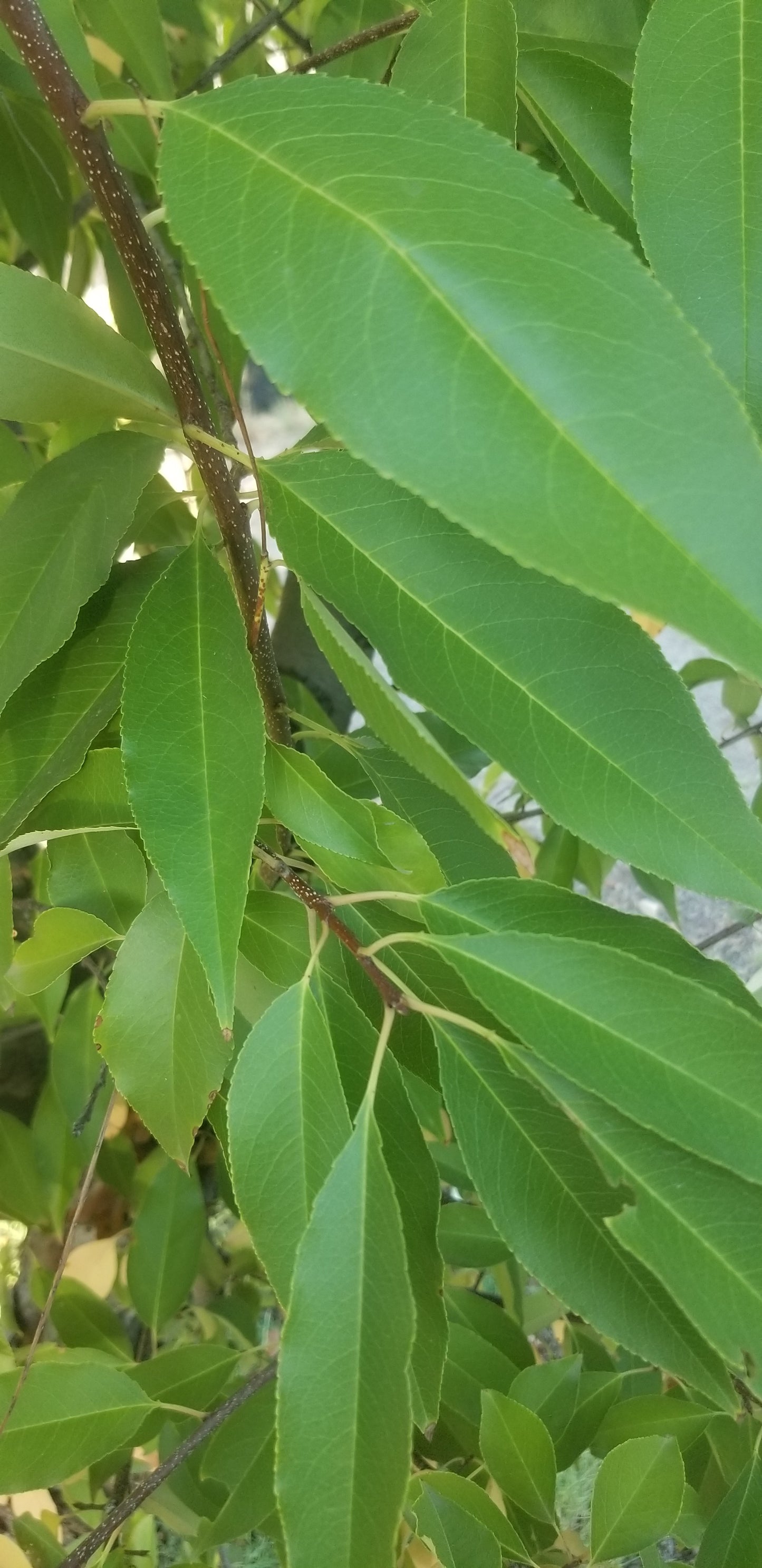 Guava Leaves (qty:100) 100 Hojas de Guayaba