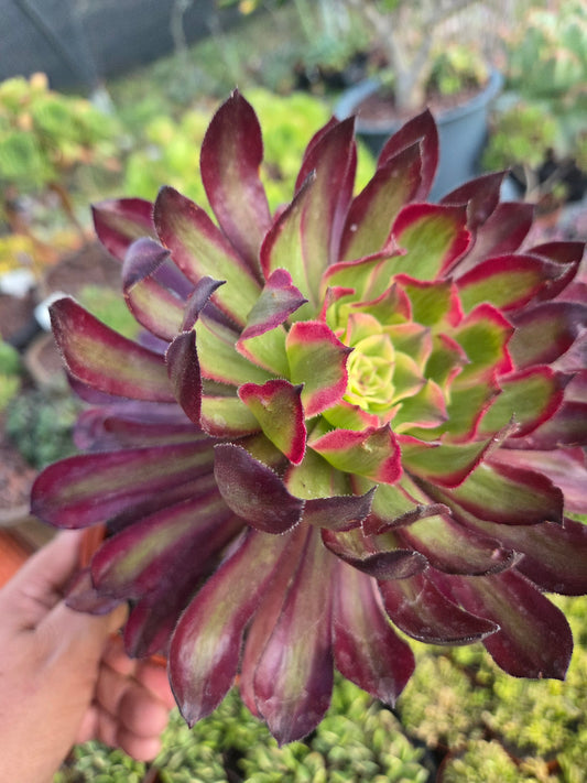 Aeonium Mardigrass (6" pot) Succulent Plant
