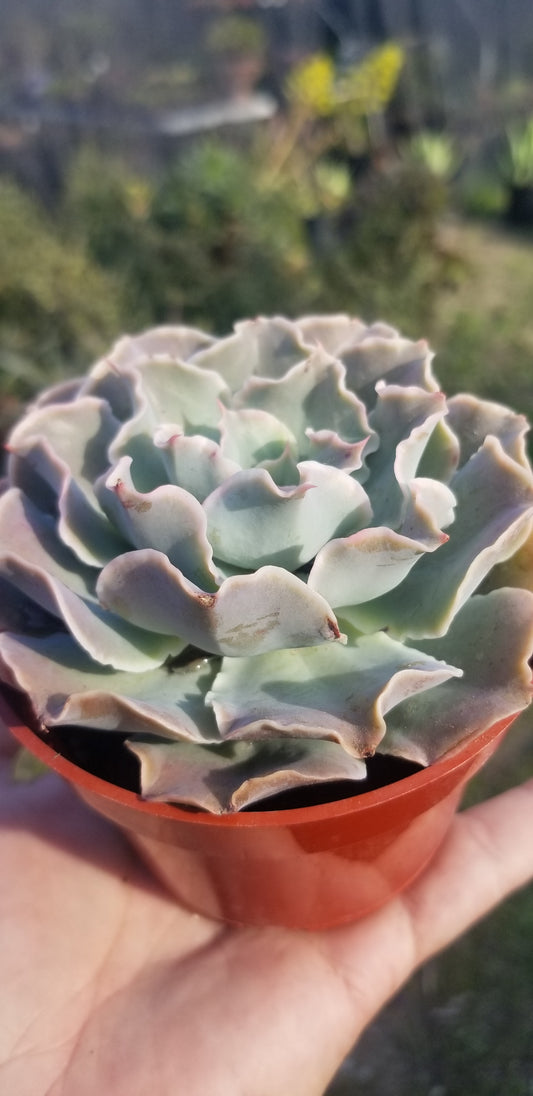 Echeveria Blue Waves, Succulent Plant (4" pot)